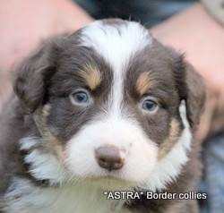 Red Tricolour MALE border collie puppy
